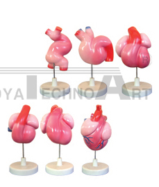 The model of heart arises and internal septation (6parts)